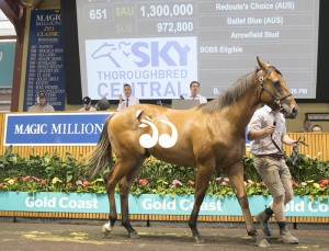 The colt by Redoute's Choice and Ballet Blue whic sold for $1.3 million. Photo by Michael McInally, Magic Millions.