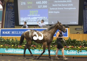 The colt by I Am Invincible and North Pole Dancer. Photo: Michael McInally, Magic Millions.