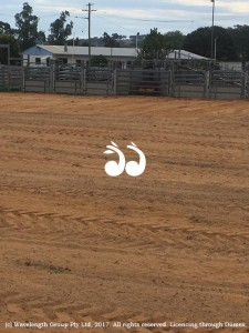 The Cassilis rodeo ground had plenty of sand which held up under the wet conditions.