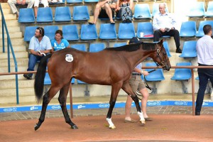 An Emirates Park colt by I Am Invincible and Ghaliah which sold for $180,000. Photo from Inglis.