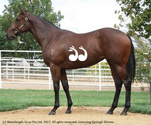 The top selling filly on day one of the Inglis Easter sales, by Rodoute's Choice and Court and a half sister to group one filly English, she sold for $1,8 million.