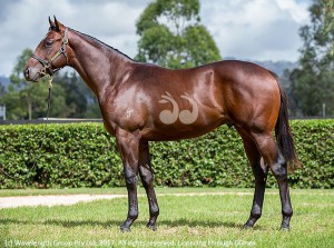 The colt from Yarraman Stud by Medaglia d’Ora (USA) and Hos Amor which sold for $2.4 million today.
