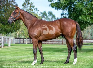 Arrowfield's colt by Redoute's Choice and Secluded which sold for $2.5 million today.