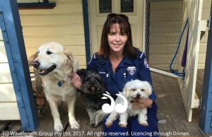 Melinda Jenkins with her own fur family Hollie, Dash, Didee and Andie the hiding Jack Russell.