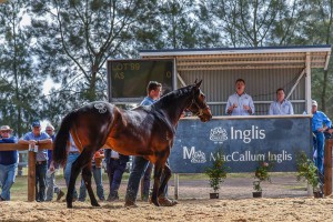 The highest selling yearling at the Scone sales to date: A colt by I Am Invincible from Yarrandi Farm sold for $120,000.