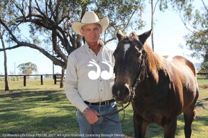 Steve Ernst with his horse Atom who hope to herd 40 heifers across the harbour bridge.