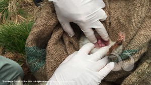 Endangered Eastern Quoll Joeys at Devil Ark in the Barrington Tops. Photograph supplied by Devil Ark.