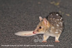 The Eastern Quoll. Photograph supplied by Devil Ark.