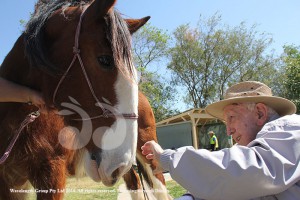 20170919StrathearnClydsdales02