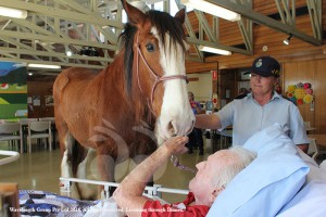 Claude Prosser a former horse trainer and jockey meeting Jimbo the Clydesdale at Strathearn.