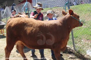 Charlie Collins (St Josephs Denman) and Henry Dahmes (St Marys Scone) simulating a time limited preparation of the animal for showing.