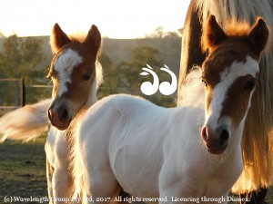 Twin miniature foals Princess Charlotte and Prince Charles when they first ventured into the paddock.