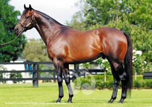 Yarraman Park Stud's I Am Invincible. Sire of some of the top sales at the Magic Millions. Photo courtesy of Georgie Lomax, Yarraman Park Stud.Stud.