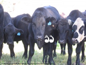 Cattle with thick siliva droll, a sign of kikuyu poisoning. Photo from Hunter LLS.