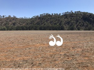 A paddock on Richard Bell's property which fronts onto the Hunter River, but probably won't be able to be irrigated due to the new restrictions.