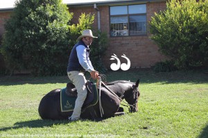 Guy McLean, horseman, performing at St Mary's Primary School on Thursday.