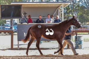 A filly by Wandjina sold for $110,000. Photo by Joan Faras.