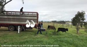 Unloading cattle to greener pasture in Morpeth.