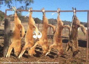 Five dogs were eradicated on one sheep property near Murrurundi.