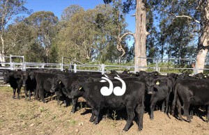 Hunter Local Land Services said producers in the Upper Hunter are doing a good job with animal health during the drought. Photo: Hunter LLS.