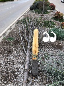 Vandals killed a tree to the frustration of local business owners.