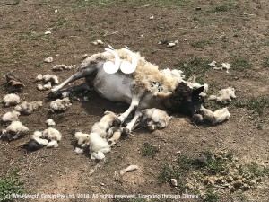 "Mumma" sheep was the last of 14 sheep to be killed by dogs in town.