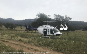 The aerial program has culled nearly 2,000 deer this season. Photo: Hunter Local Land Services.