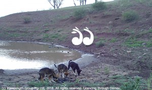 Wild dogs have plagued the Upper Hunter sheep industry but are being brought to heel.