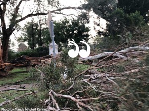 Rotary Park in Scone had several trees fall, thankfully the momument is in tact.