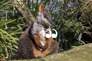 The Aussie Ark will now be home to the brush tailed rock wallaby.
