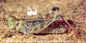 An Australian plague locust. Photo: Local Land Services.