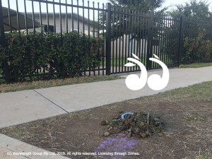 Horse manure with "sparkles" found outside St Mary's Primary School.