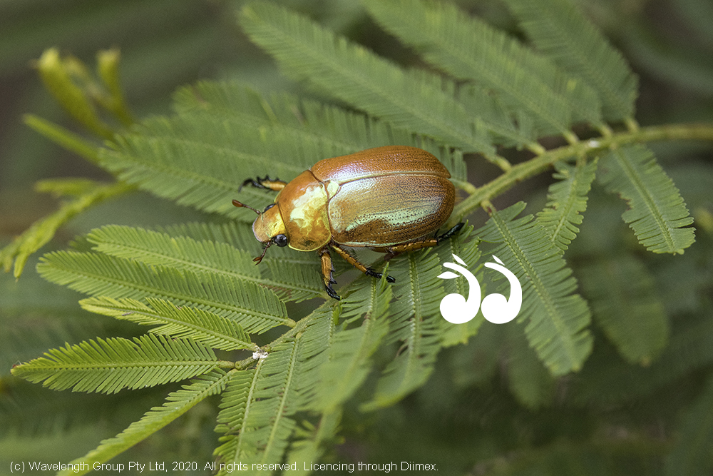 SCIENTIST SEEKS MISSING CHRISTMAS BEETLES